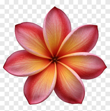 Colorful Flower With Pink And Yellow Petals PNG
