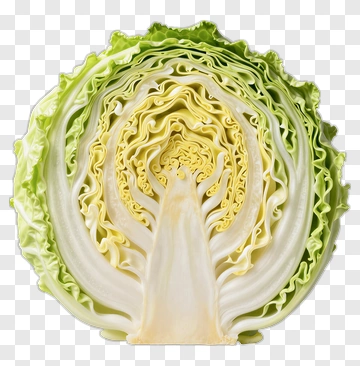 Cross-Section Of A Cabbage PNG