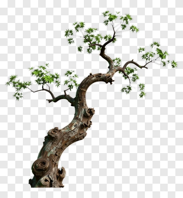 Bonsai Tree With Green Leaves PNG