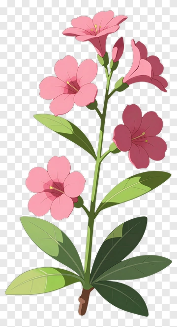 Colorful Flower With Pink Blooms PNG