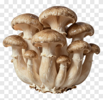 Cluster Of Mushrooms PNG