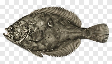 Detailed Illustration Of A Flounder Fish PNG