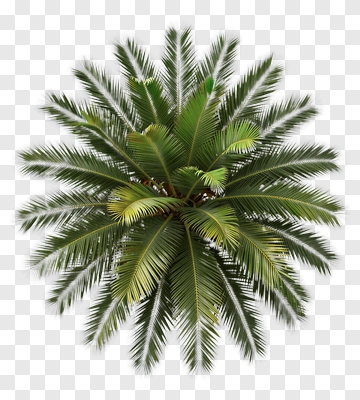 Green Palm Tree PNG