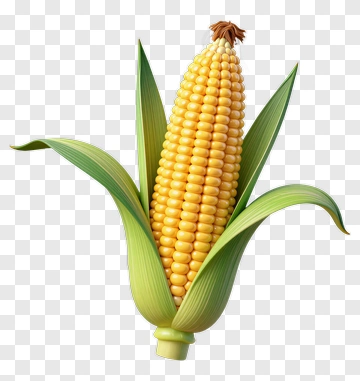3D Corn On The Cob PNG