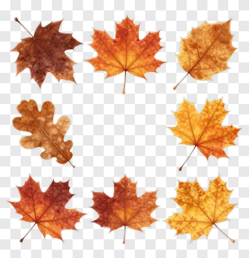 Autumn Leaves Collection PNG