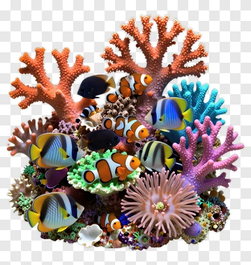 Colorful Coral Reef With Tropical Fish PNG