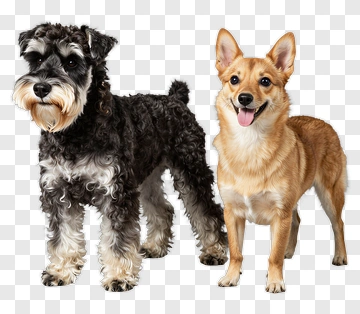 Schnauzer And Corgi Dogs Standing Together PNG