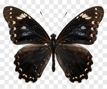 Butterfly With Black And White Wings PNG