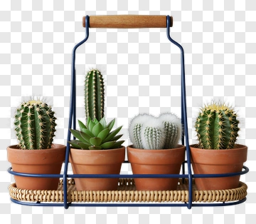 Cactus Arrangement In A Decorative Basket PNG