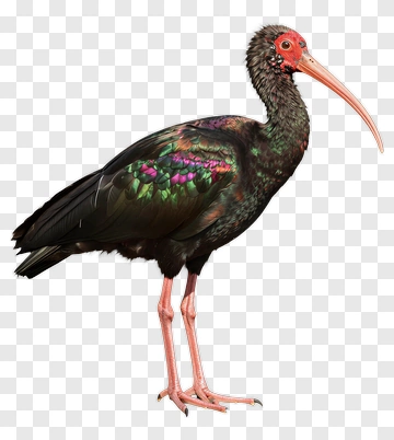 Colorful Ibis Standing On One Leg PNG