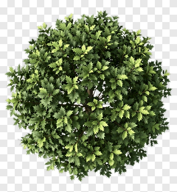 Green Tree PNG