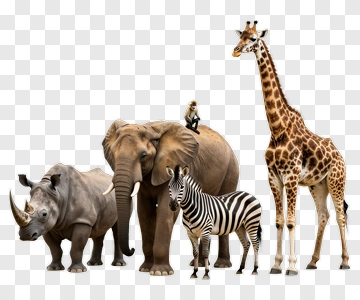 Wildlife Group Featuring Elephant, Giraffe, Rhino, And Zebra PNG