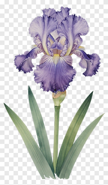 Purple Iris Flower PNG