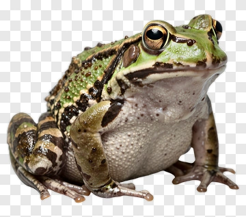 Green Frog PNG
