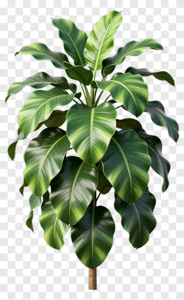 Fiddle Leaf Fig Plant PNG