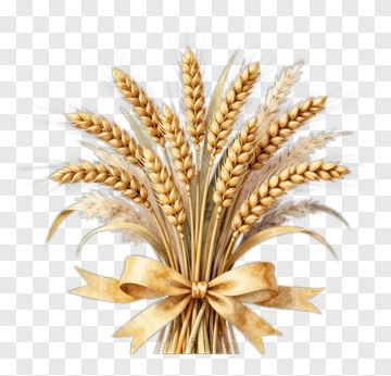 Wheat Bouquet With Ribbon PNG