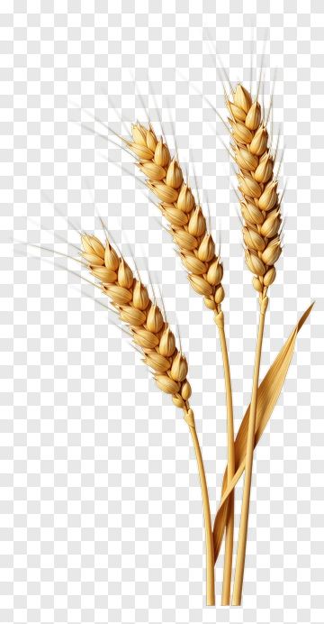 Wheat Plant With Golden Grains PNG
