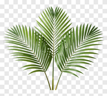 Green Palm Leaves PNG
