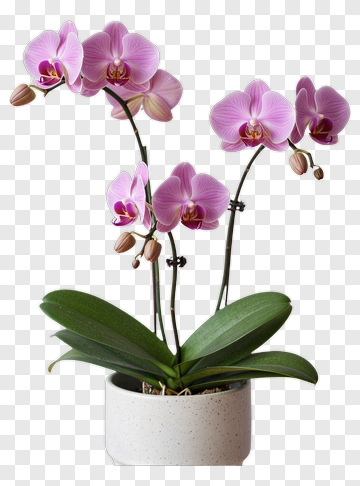Pink Orchid Plant In Pot PNG