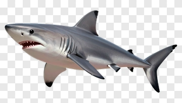 3D Shark Swimming PNG