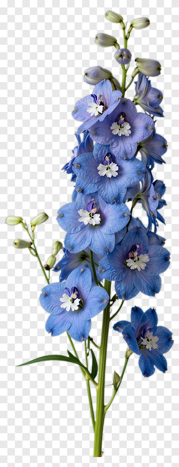 Blue Delphinium Flower PNG