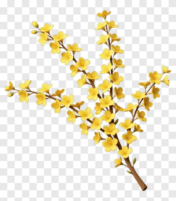 Yellow Flower Branch PNG