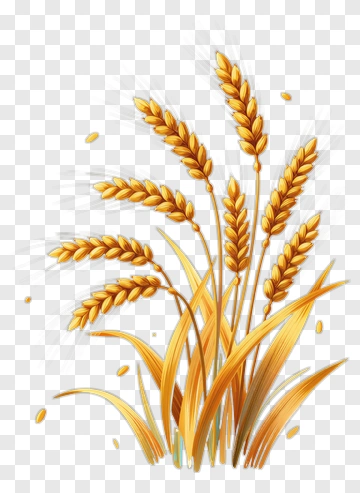 Golden Wheat Stalks PNG