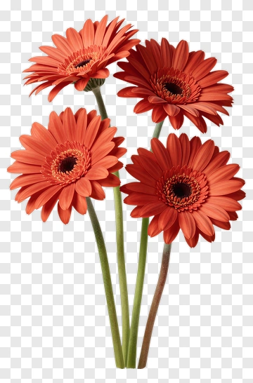 Orange Gerbera Flowers Bouquet PNG