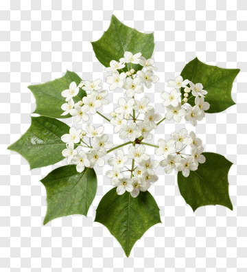 Flower Bouquet With White Flowers And Green Leaves PNG
