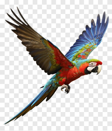 Colorful Macaw Flying PNG