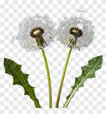 Dandelion Flower With Leaves PNG