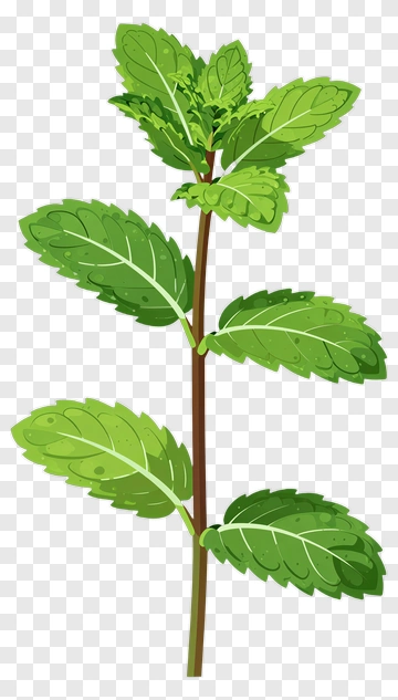 Mint Plant Stem With Leaves PNG