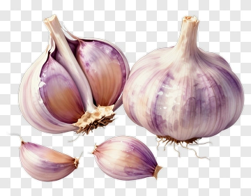Garlic Bulbs And Cloves PNG