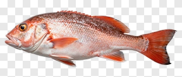 Red Snapper Fish PNG