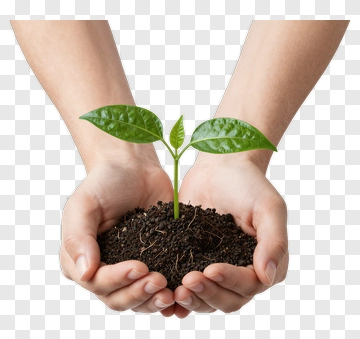 Hands Holding A Young Plant PNG