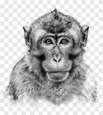 Realistic Monkey Portrait PNG