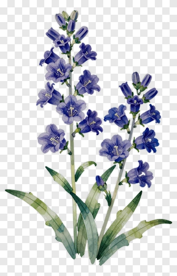 Watercolor Bluebell Flowers PNG