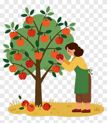 Woman Picking Apples From A Tree PNG