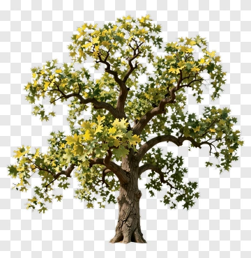 Green Tree With Leaves PNG