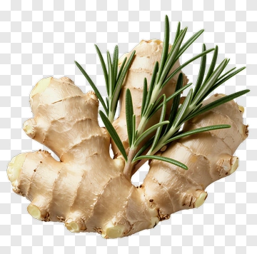 Fresh Ginger Root With Green Sprigs PNG
