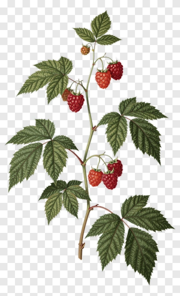 Raspberry Plant With Red Berries PNG