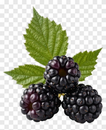 Blackberries With Green Leaves PNG