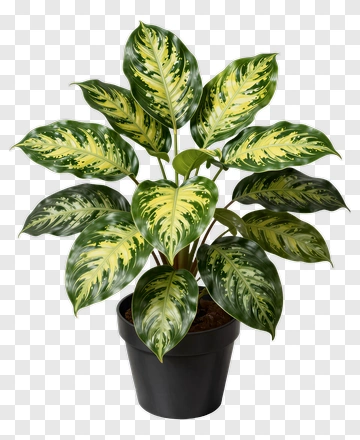 Variegated Indoor Plant In Black Pot PNG
