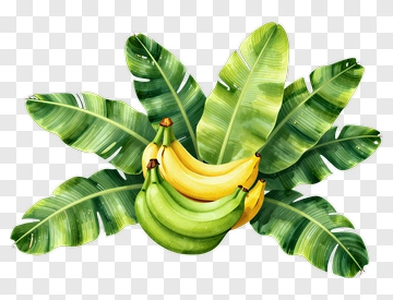 Banana Bunch Surrounded By Green Leaves PNG