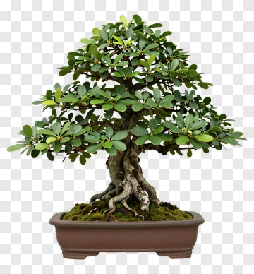 Bonsai Tree In A Pot PNG