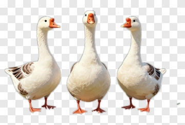 Cartoon Geese Standing Together PNG