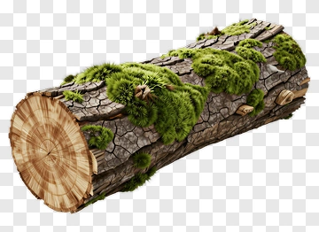 Mossy Log With Natural Texture PNG