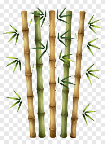 Bamboo Stalks With Green Leaves PNG
