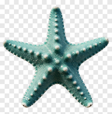 Starfish With Textured Surface PNG