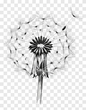 Dandelion Flower With Seeds PNG